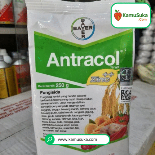 FUNGISIDA ANTRACOL 70WP 250GRAM OBAT JAMUR PADA TANAMAN