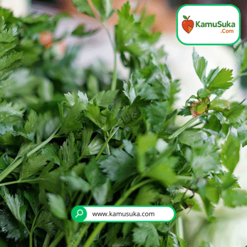 Daun Seledri 100 gram