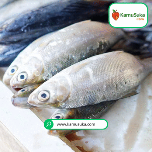 Ikan Bandeng 1 Kg