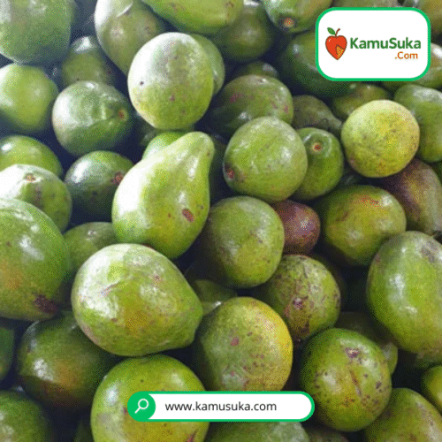 Alpukat Mentega 1 Kg Isi 4 Hingga 6