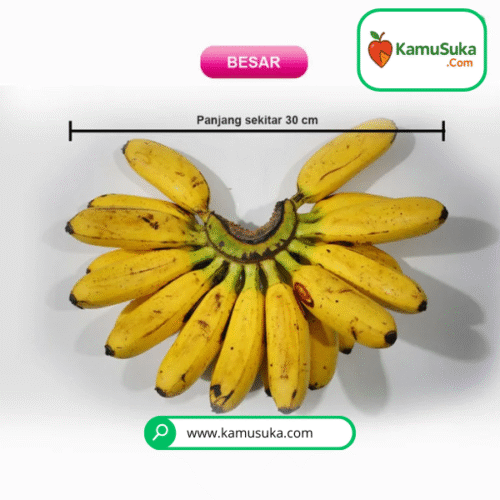 Pisang Mas Kirana Besar 1 Sisir