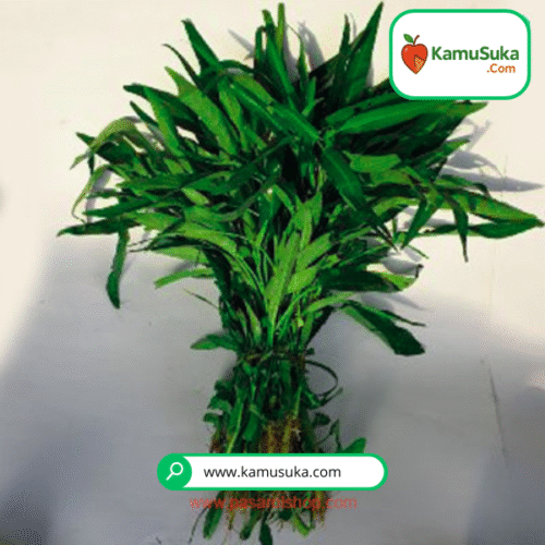 Kangkung Cabut 1 Ikat
