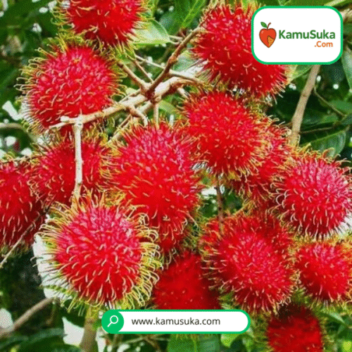 Rambutan 1 kg