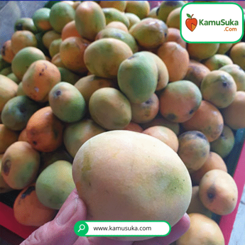 Mangga Gedong Gincu