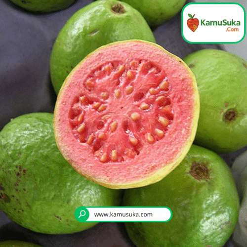 Jambu Biji Merah 1 Kg